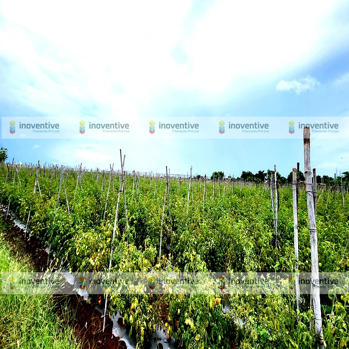 Agrosia PET wire for Tomato