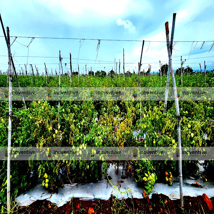 Agrosia PET wire for Tomato