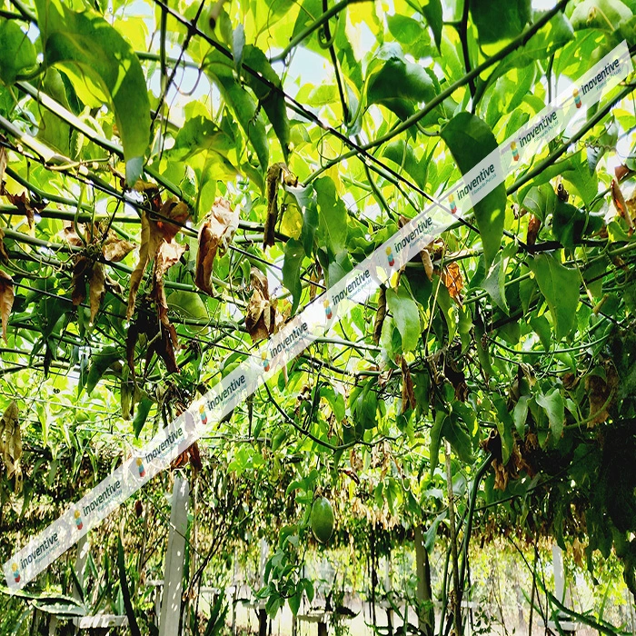 Agrosia Pet Wire for Passion Fruit Farming