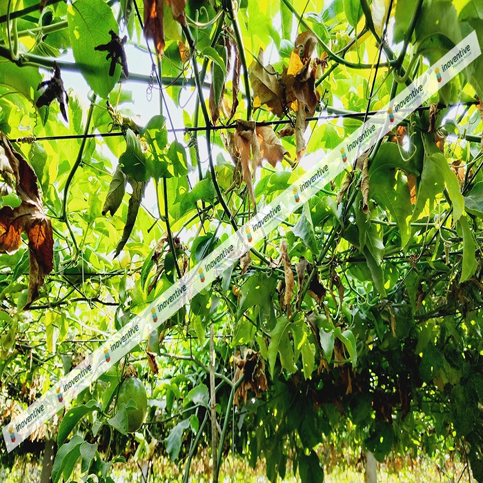 Agrosia Pet Wire for Passion Fruit Farming