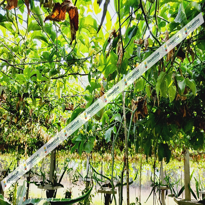 Agrosia Pet Wire for Passion Fruit Farming