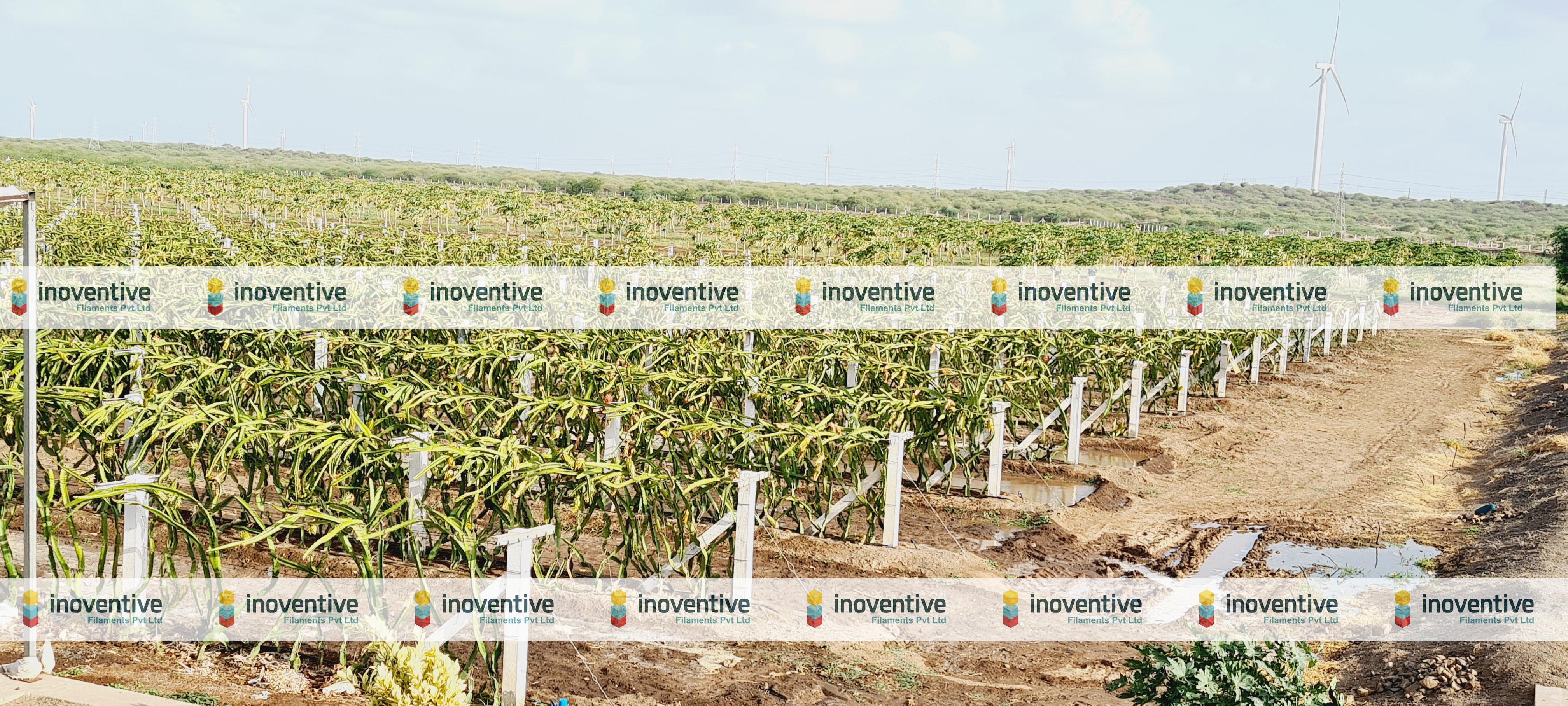 Dragon Fruit Trellis Wire